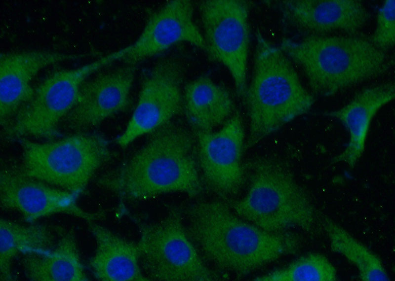 Immunofluorescent analysis of (-20oc Ethanol) fixed SH-SY5Y cells using Catalog No:113723(PSPN-Specific Antibody) at dilution of 1:50 and Alexa Fluor 488-congugated AffiniPure Goat Anti-Rabbit IgG(H+L)