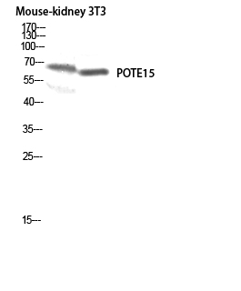 Fig1:; Western blot analysis of Mouse-kidney 3T3 lysis using POTE15 antibody. Antibody was diluted at 1:500