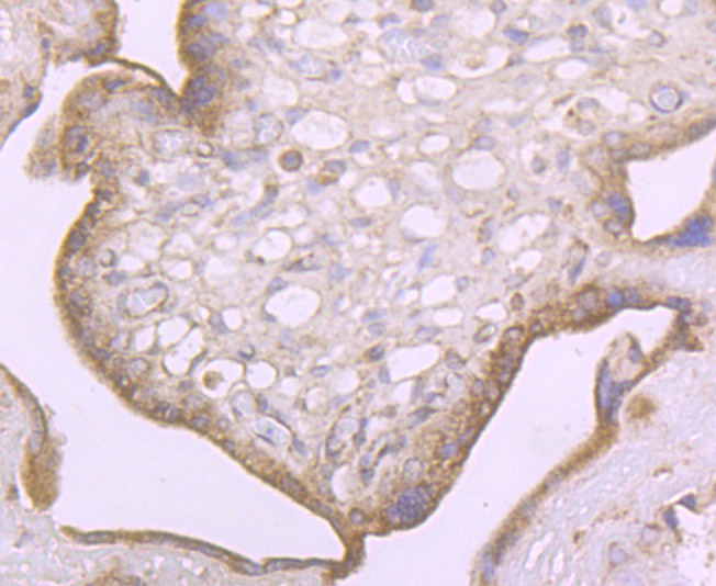 Fig7: Immunohistochemical analysis of paraffin-embedded human placenta tissue using anti-SFRP1 antibody. Counter stained with hematoxylin.