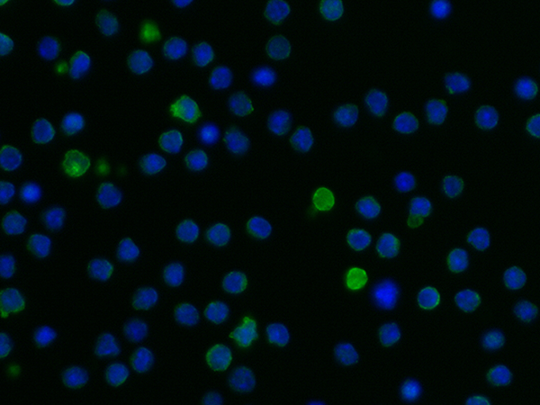 LILRB3 Antibody, Rabbit MAb, Immunofluorescence