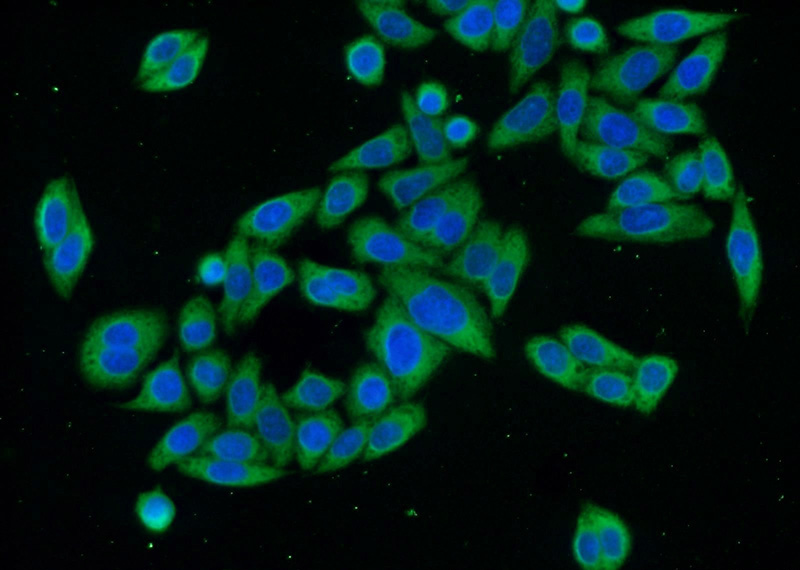 Immunofluorescent analysis of HeLa cells using Catalog No:110507(EXOSC10 Antibody) at dilution of 1:50 and Alexa Fluor 488-congugated AffiniPure Goat Anti-Rabbit IgG(H+L)