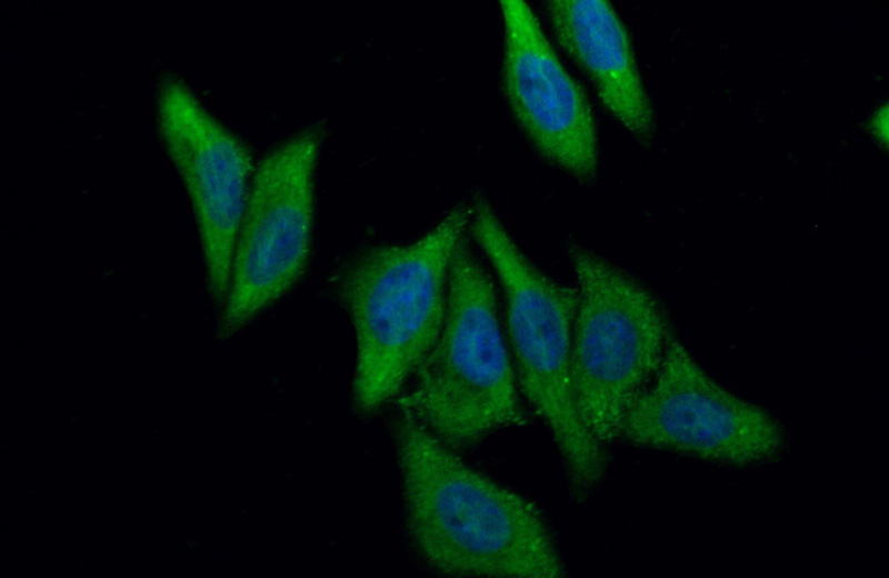 Immunofluorescent analysis of (-20oc Ethanol) fixed HepG2 cells using Catalog No:115439(SMYD4 Antibody) at dilution of 1:50 and Alexa Fluor 488-congugated AffiniPure Goat Anti-Rabbit IgG(H+L)