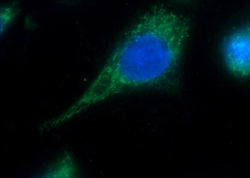 Immunofluorescent analysis of HeLa cells using Catalog No:112829(MRPL45 Antibody) at dilution of 1:50 and Alexa Fluor 488-congugated AffiniPure Goat Anti-Rabbit IgG(H+L)