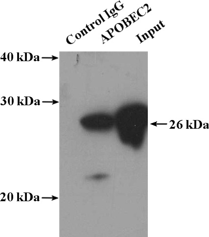 IP Result of anti-APOBEC2 (IP:Catalog No:108024, 4ug; Detection:Catalog No:108024 1:500) with mouse skeletal muscle tissue lysate 4000ug.