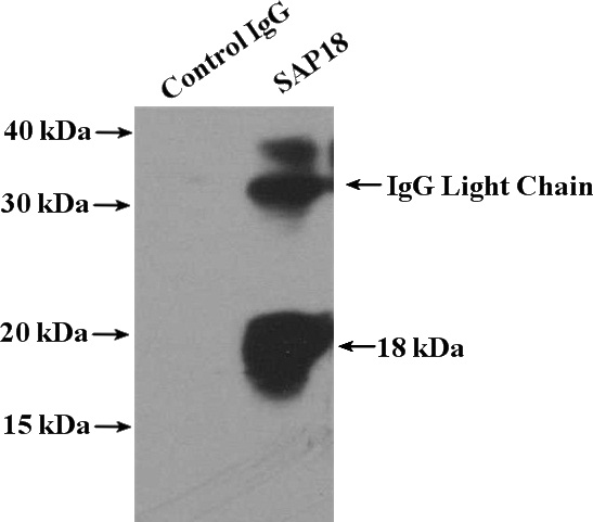IP Result of anti-SAP18 (IP:Catalog No:115060, 4ug; Detection:Catalog No:115060 1:500) with K-562 cells lysate 3200ug.