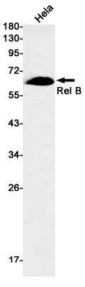 Western blot detection of Rel B in Hela cell lysates using Rel B Rabbit pAb(1:500 diluted).Predicted band size:62kDa.Observed band size:62kDa.