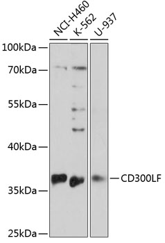 Western blot - CD300LF Polyclonal Antibody 