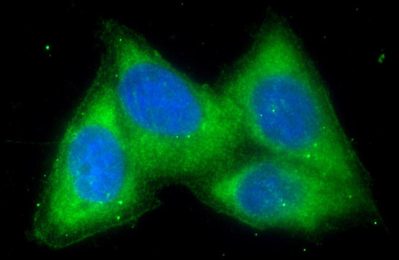 Immunofluorescent analysis of HeLa cells using Catalog No:110330(ENTPD1 Antibody) at dilution of 1:50 and Alexa Fluor 488-congugated AffiniPure Goat Anti-Rabbit IgG(H+L)