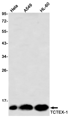 Western blot detection of TCTEX-1 in Hela,A549,HL-60 using TCTEX-1 Rabbit mAb(1:1000 diluted)