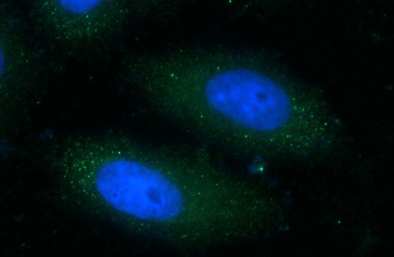 Immunofluorescent analysis of HepG2 cells using Catalog No:112355(LSS Antibody) at dilution of 1:50 and Alexa Fluor 488-congugated AffiniPure Goat Anti-Rabbit IgG(H+L)
