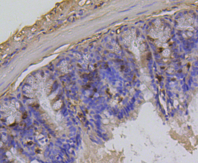 Immunohistochemistry - Phospho-Histone H1.3-T17/Histone H1.4-T17 mAb 