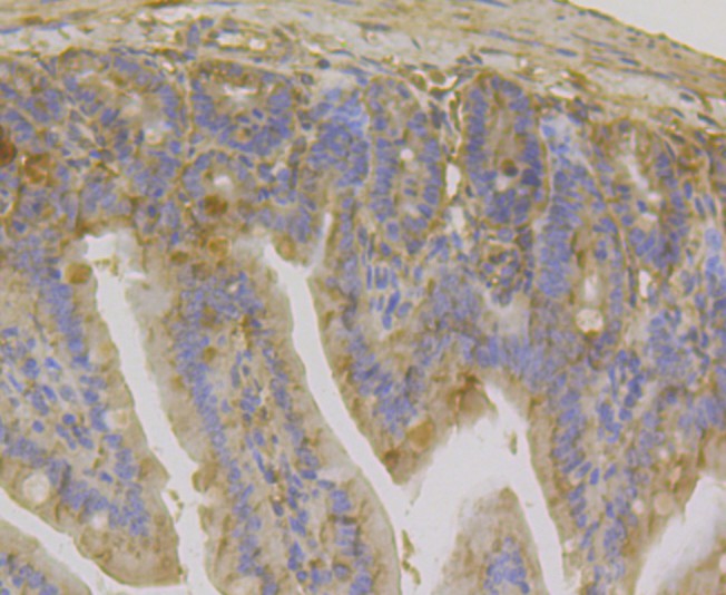 Fig5: Immunohistochemical analysis of paraffin-embedded mouse colon tissue using anti-IL-22 antibody. The section was pre-treated using heat mediated antigen retrieval with sodium citrate buffer (pH 6.0) for 20 minutes. The tissues were blocked in 5% BSA for 30 minutes at room temperature, washed with ddH2O and PBS, and then probed with the antibody at 1/200 dilution, for 30 minutes at room temperature and detected using an HRP conjugated compact polymer system. DAB was used as the chrogen. Counter stained with hematoxylin and mounted with DPX.