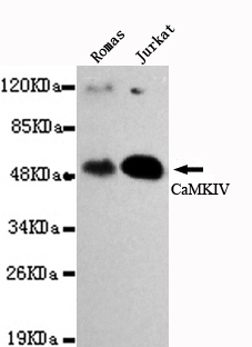 Western blot detection of CaMKIV in Romas and Jurkat cell lysates using CaMKIV mouse mAb (1:1000 diluted).Predicted band size:52KDa.Observed band size:55KDa.