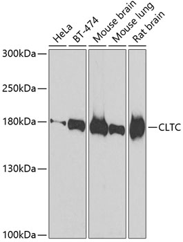 Western blot - CLTC Polyclonal Antibody 