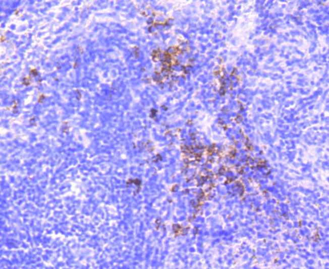 Fig5:; Immunohistochemical analysis of paraffin-embedded mouse spleen tissue using anti-Dysferlin antibody. The section was pre-treated using heat mediated antigen retrieval with Tris-EDTA buffer (pH 8.0-8.4) for 20 minutes.The tissues were blocked in 5% BSA for 30 minutes at room temperature, washed with ddH; 2; O and PBS, and then probed with the primary antibody ( 1/50) for 30 minutes at room temperature. The detection was performed using an HRP conjugated compact polymer system. DAB was used as the chromogen. Tissues were counterstained with hematoxylin and mounted with DPX.