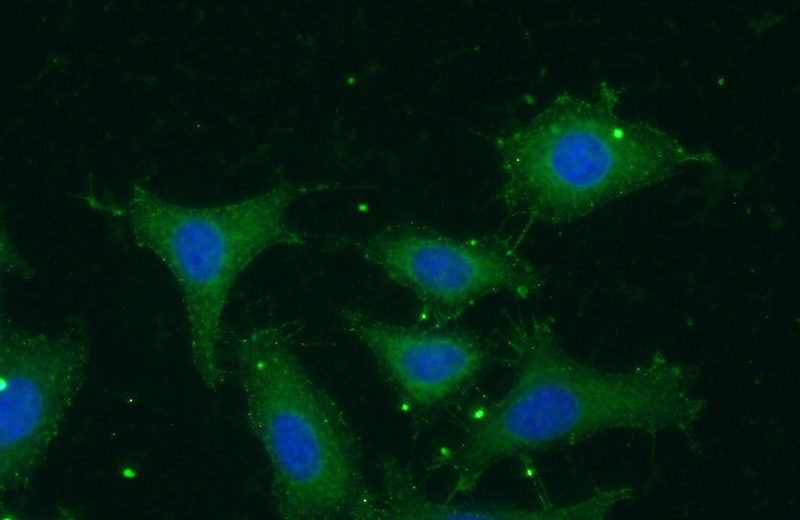 Immunofluorescent analysis of (-20oc Ethanol) fixed HeLa cells using Catalog No:110993(GNAT1 Antibody) at dilution of 1:50 and Alexa Fluor 488-congugated AffiniPure Goat Anti-Rabbit IgG(H+L)