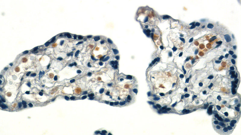 Immunohistochemistry of paraffin-embedded human placenta slide using (HBG1-Specific Antibody) at dilution of 1:200