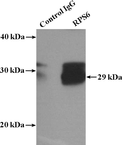 IP Result of anti-RPS6 (IP:Catalog No:114911, 4ug; Detection:Catalog No:114911 1:400) with MCF-7 cells lysate 1040ug.