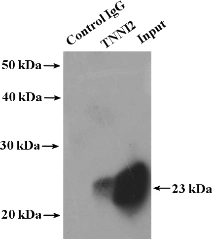 IP Result of anti-TNNI2 (IP:Catalog No:116153, 4ug; Detection:Catalog No:116153 1:500) with mouse skeletal muscle tissue lysate 4000ug.
