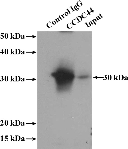 IP Result of anti-CCDC44 (IP:Catalog No:115970, 4ug; Detection:Catalog No:115970 1:600) with mouse liver tissue lysate 4000ug.
