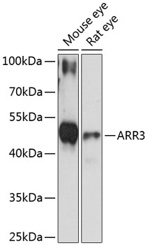 Western blot - ARR3 Polyclonal Antibody 