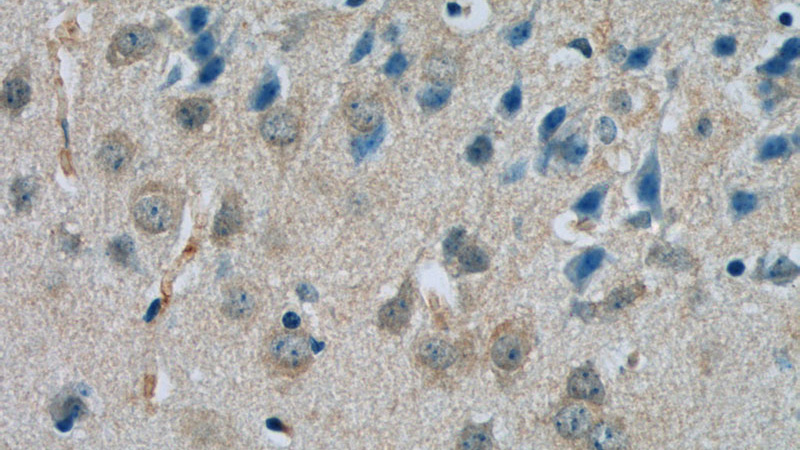 Immunohistochemistry of paraffin-embedded mouse brain tissue slide using Catalog No:114996(SCHIP1 Antibody) at dilution of 1:50 (under 40x lens)