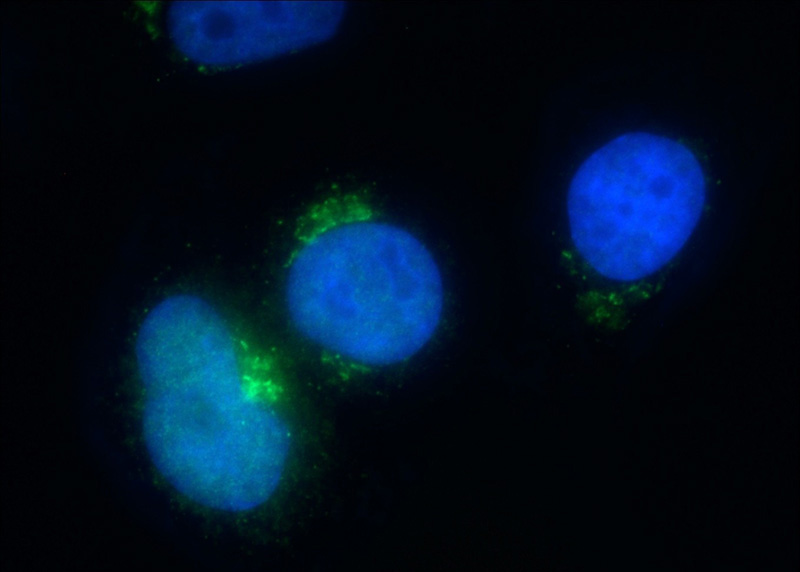 Immunofluorescent analysis of HepG2 cells using Catalog No:112546(MCFD2 Antibody) at dilution of 1:50 and Alexa Fluor 488-congugated AffiniPure Goat Anti-Rabbit IgG(H+L)