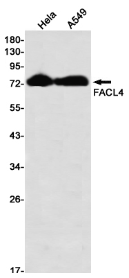Western blot detection of FACL4 in Hela,A549 using FACL4 Rabbit mAb(1:1000 diluted)