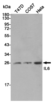 Western blot detection of IL-6 in T47D,COS7 and Hela cell lysates using IL-6 rabbit pAb (1:3000 diluted).Predicted band size:23kDa.Observed band size:23kDa.