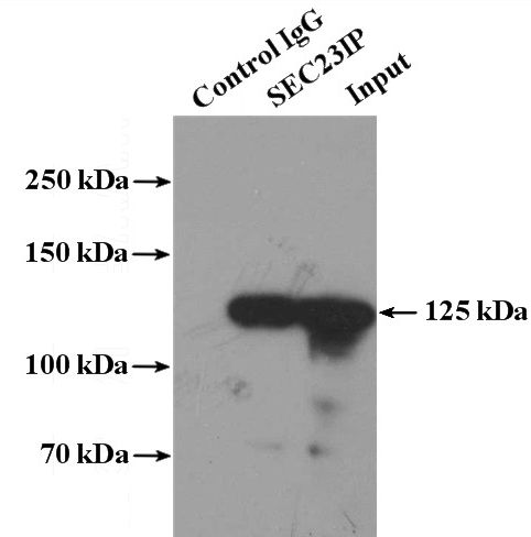 IP Result of anti-SEC23IP (IP:Catalog No:115078, 4ug; Detection:Catalog No:115078 1:1000) with HeLa cells lysate 3600ug.