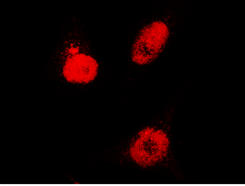 USF1 Antibody, Rabbit PAb, Antigen Affinity Purified, Immunofluorescence