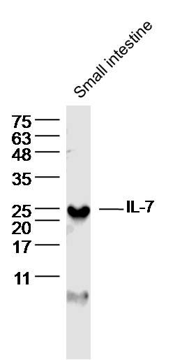Fig1: Sample: Small intestine (Rat) Lysate at 40 ug; Primary: Anti- IL-7 at 1/300 dilution; Secondary: IRDye800CW Goat Anti-Rabbit IgG at 1/20000 dilution; Predicted band size: 17kD; Observed band size: 22 kD
