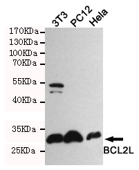 Western blot detection of BCL2L1 in 3T3,PC12 and Hela cell lysates using BCL2L1 rabbit pAb (1:1000 diluted).Predicted band size:30KDa.Observed band size:30KDa.