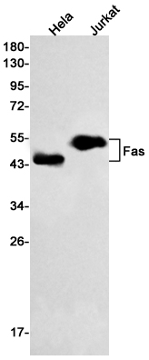 Western blot detection of Fas in Hela,Jurkat cell lysates using Fas Rabbit mAb(1:500 diluted).Predicted band size:38kDa.Observed band size:45kDa.