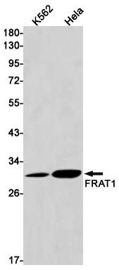 Western blot detection of FRAT1 in K562,Hela cell lysates using FRAT1 Rabbit mAb(1:1000 diluted).Predicted band size:29kDa.Observed band size:29kDa.