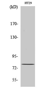 Fig1:; Western Blot analysis of various cells using CBP80 Polyclonal Antibody diluted at 1: 500