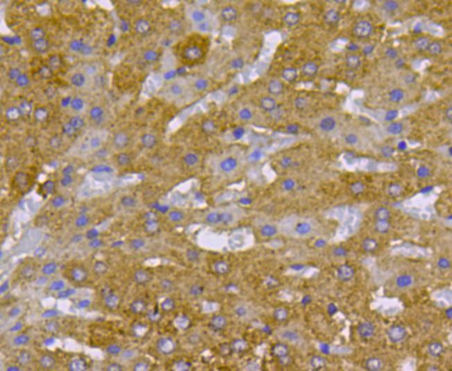 Fig5: Immunohistochemical analysis of paraffin-embedded mouse liver tissue using anti-cMet antibody. Counter stained with hematoxylin.