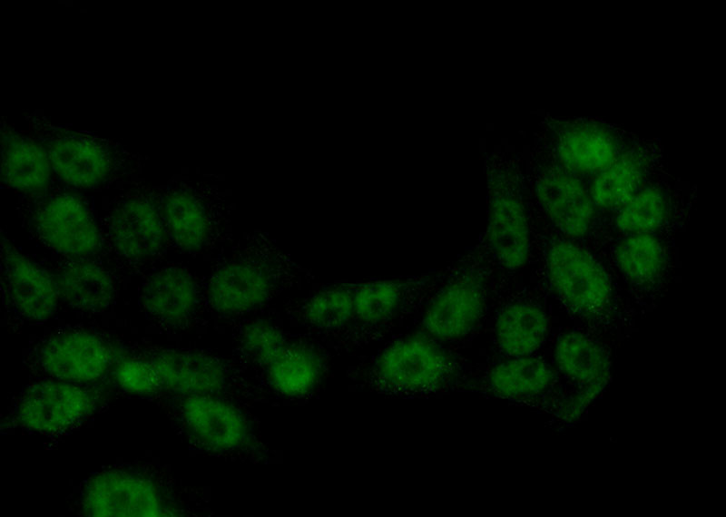 Immunofluorescent analysis of (10% Formaldehyde) fixed HeLa cells using Catalog No:107620(TFIP11 Antibody) at dilution of 1:100 and Alexa Fluor 488-congugated AffiniPure Goat Anti-Mouse IgG(H+L)