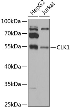 Western blot - CLK1 Polyclonal Antibody 