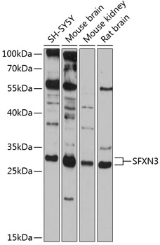 Western blot - SFXN3 Polyclonal Antibody 