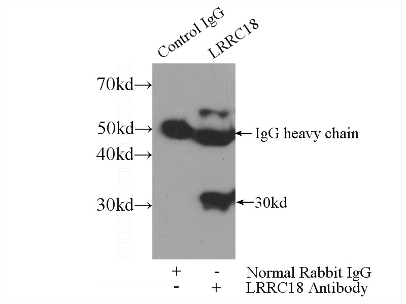 IP Result of anti-LRRC18 (IP:Catalog No:112329, 3ug; Detection:Catalog No:112329 1:500) with mouse testis tissue lysate 4000ug.