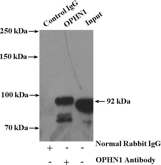 IP Result of anti-OPHN1 (IP:Catalog No:113343, 4ug; Detection:Catalog No:113343 1:500) with mouse brain tissue lysate 5200ug.
