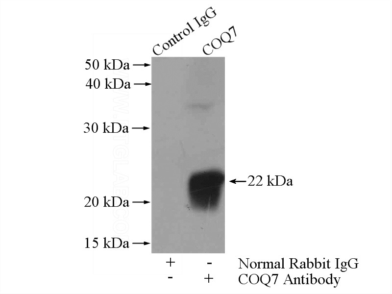 IP Result of anti-COQ7 (IP:Catalog No:109472, 4ug; Detection:Catalog No:109472 1:500) with mouse liver tissue lysate 6000ug.