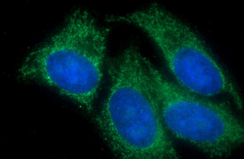 Immunofluorescent analysis of (-20oc Ethanol) fixed HepG2 cells using Catalog No:116838(WNT7A Antibody) at dilution of 1:50 and Alexa Fluor 488-congugated AffiniPure Goat Anti-Rabbit IgG(H+L)