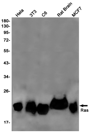 Western blot detection of Ras in Hela,3T3,C6,Rat Brain,MCF7 cell lysates using Ras Rabbit pAb(1:1000 diluted).Predicted band size:22kDa.Observed band size:22kDa.