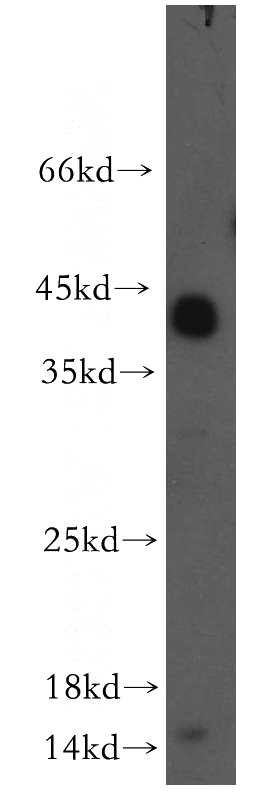 human heart tissue were subjected to SDS PAGE followed by western blot with Catalog No:110215(EGFL7 antibody) at dilution of 1:500