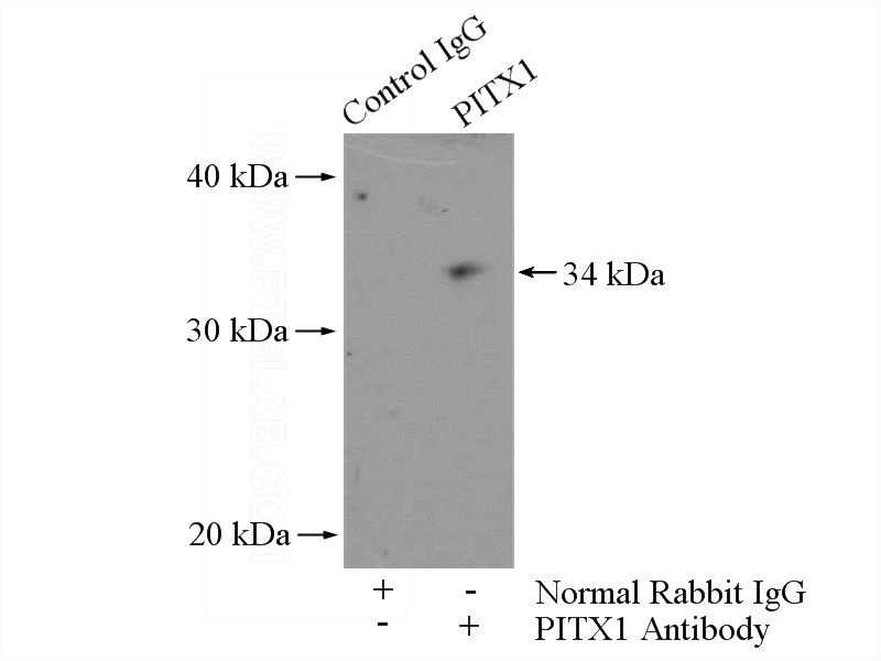 IP Result of anti-PITX1 (IP:Catalog No:113840, 4ug; Detection:Catalog No:113840 1:1000) with HeLa cells lysate 1200ug.
