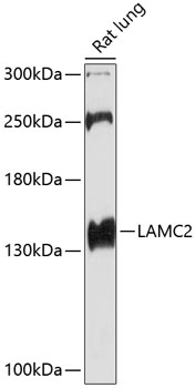 Western blot - LAMC2 Polyclonal Antibody 