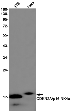 Western blot detection of CDKN2A/p16INK4a in 3T3,Hela cell lysates using CDKN2A/p16INK4a Rabbit pAb(1:1000 diluted).Predicted band size:17kDa.Observed band size:17kDa.