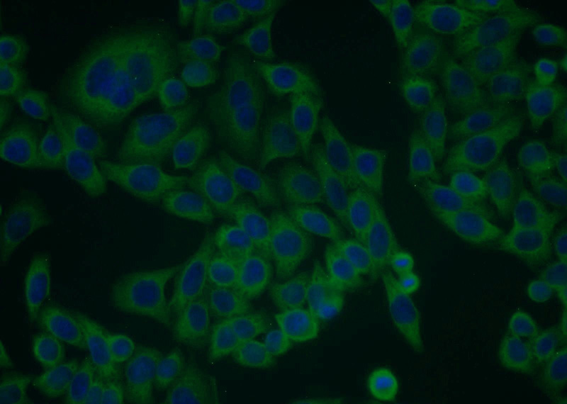 Immunofluorescent analysis of HeLa cells using Catalog No:108091(ANXA11 Antibody) at dilution of 1:25 and Alexa Fluor 488-congugated AffiniPure Goat Anti-Rabbit IgG(H+L)